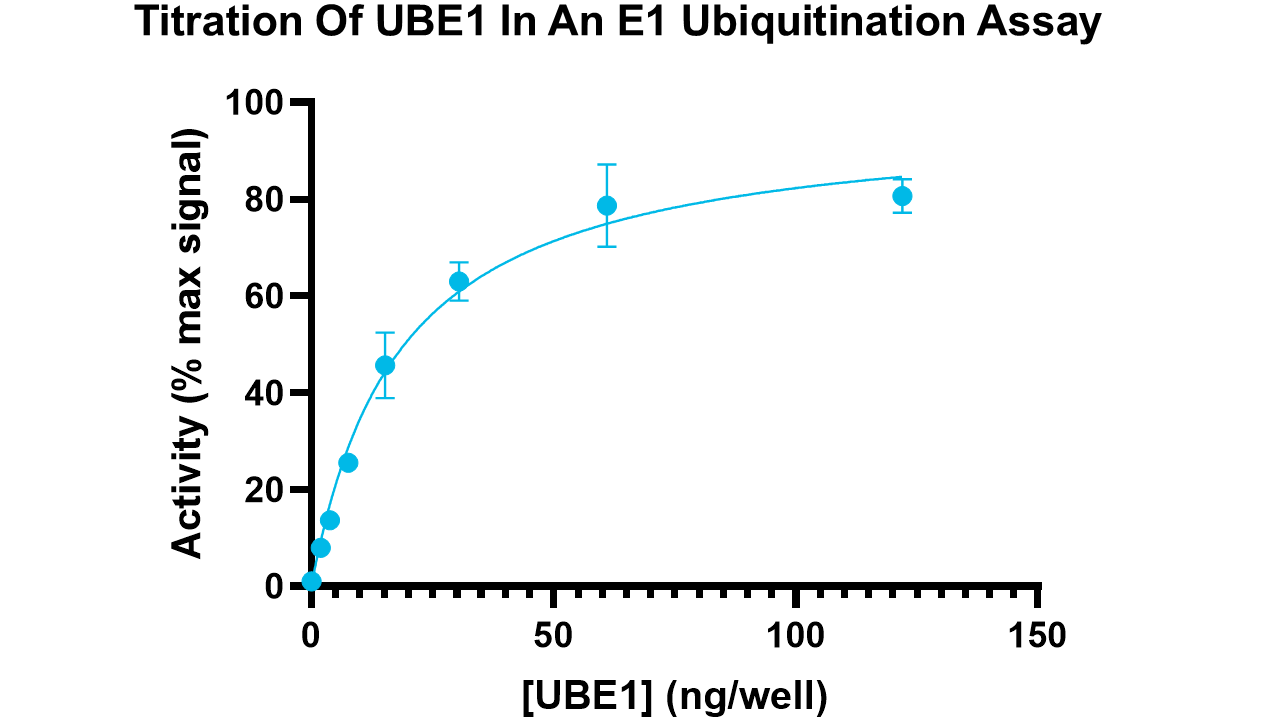 UBE1, active