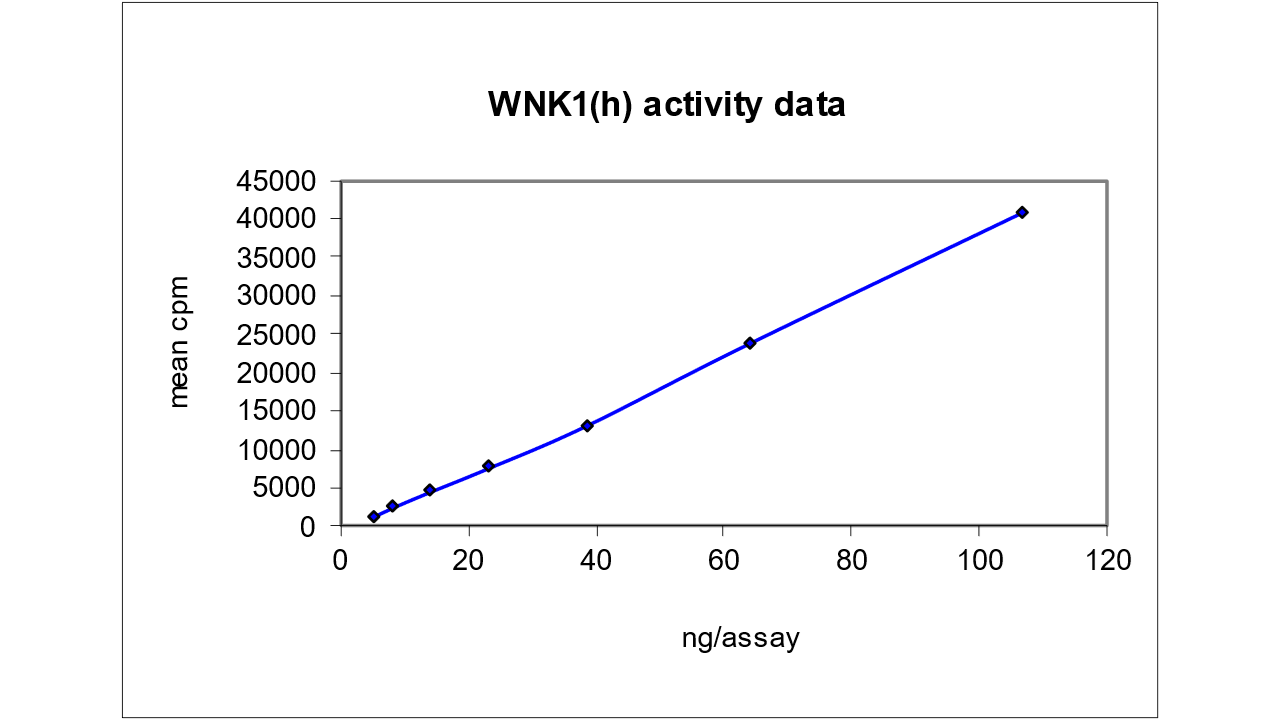 WNK1, active