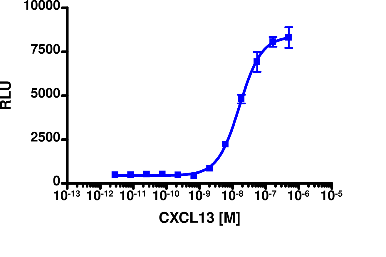 PathHunter® Human CXCL13 (CXCR5) β-Arrestin Stable Cell Line Assay (C2C12)
