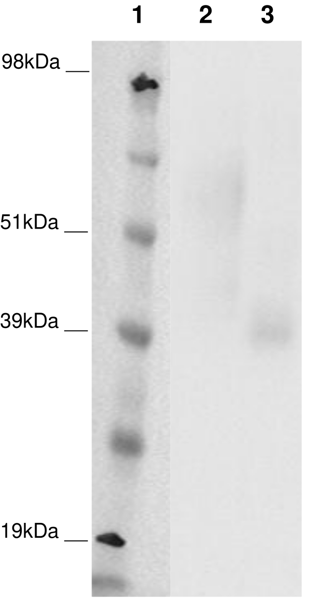 PathHunter® Human GPR4 β-Arrestin Stable Cell Line Assay (CHO-K1)