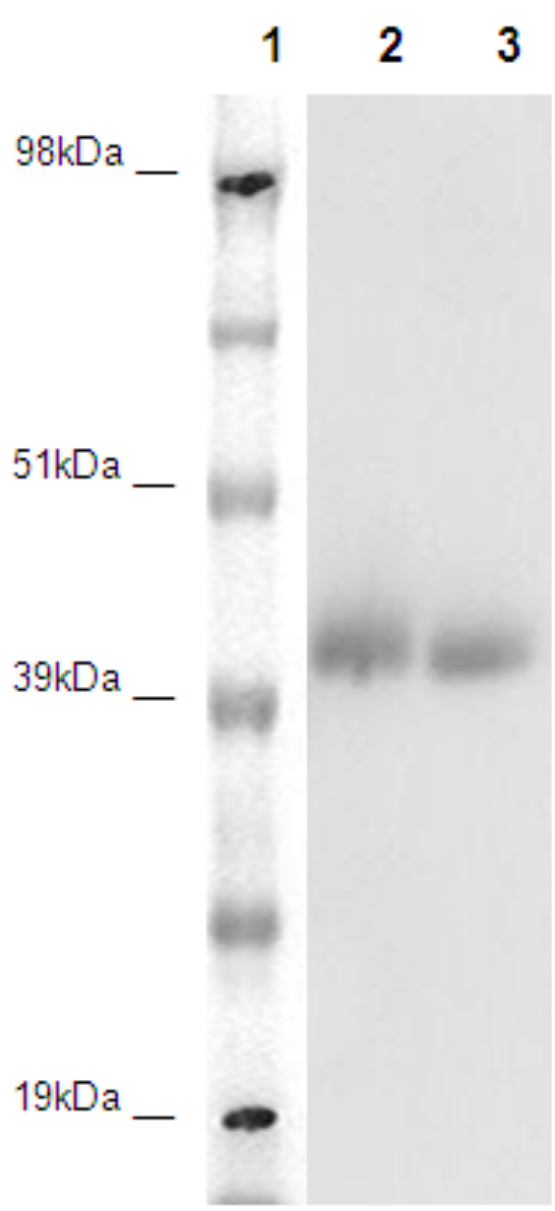 PathHunter® Human GPR78 β-Arrestin Stable Cell Line Assay (CHO-K1)