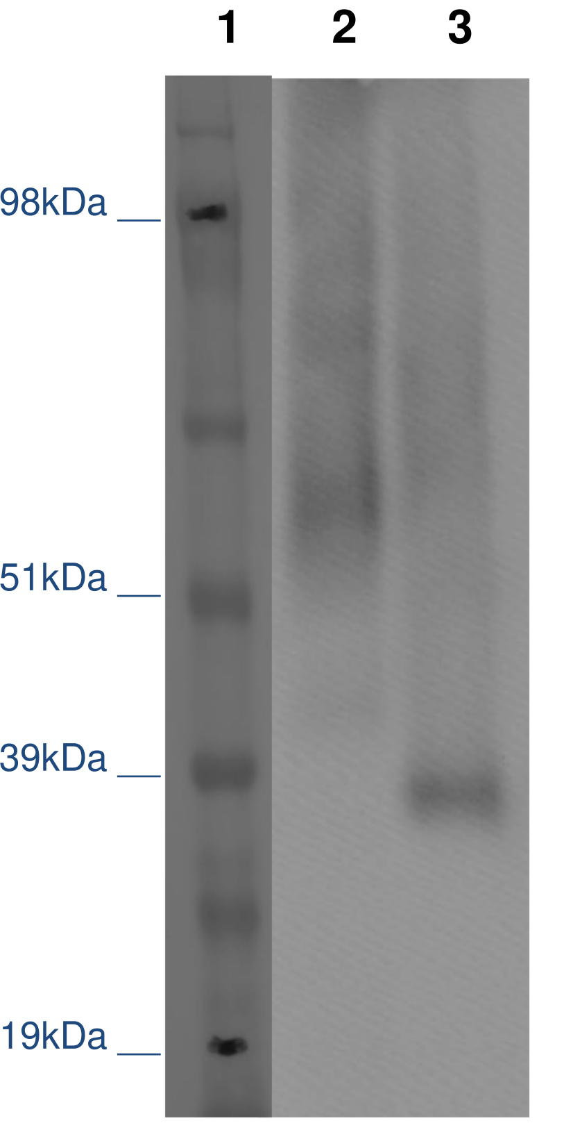 PathHunter® Human GPR52 β-Arrestin Stable Cell Line Assay (CHO-K1)