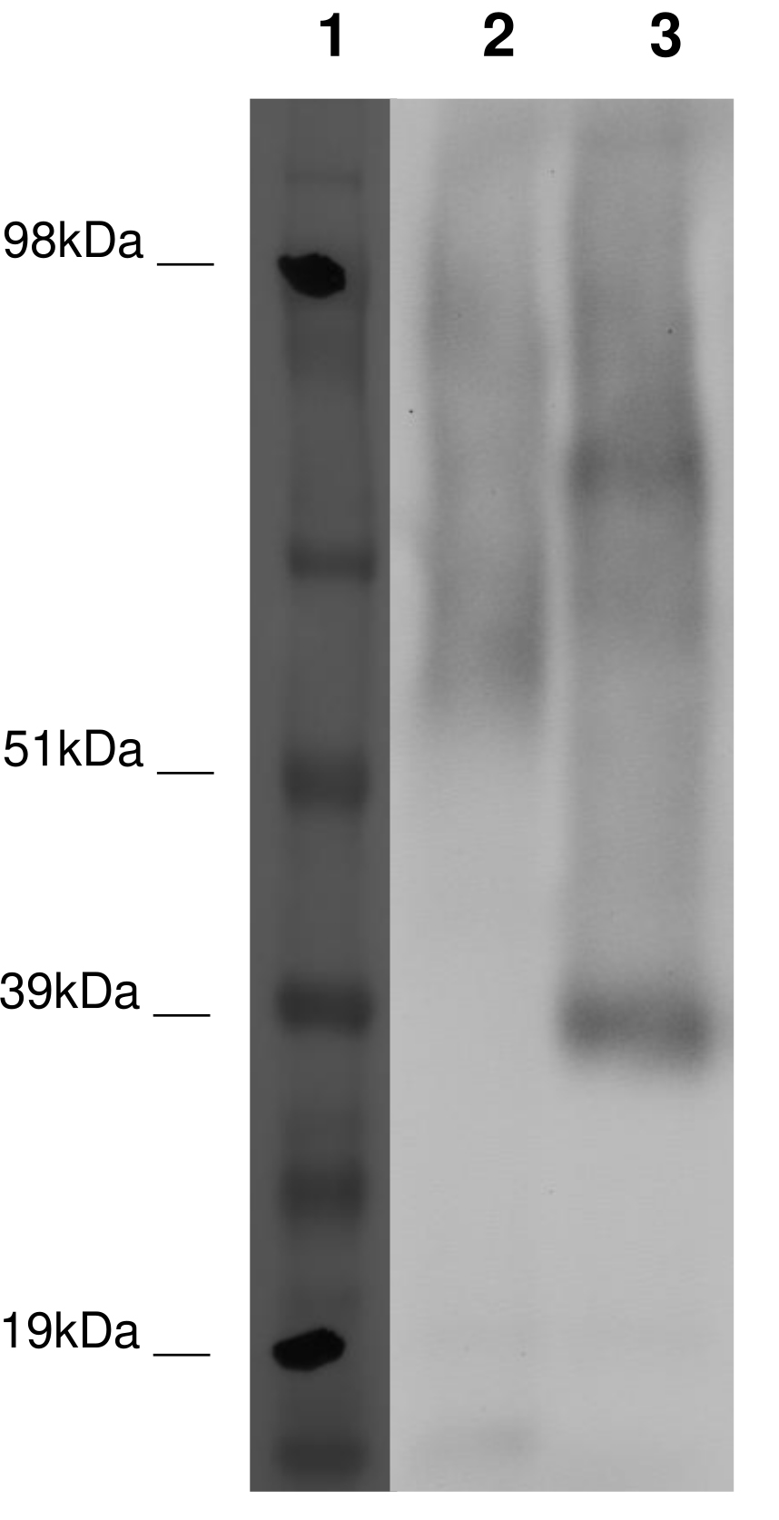 PathHunter® Human GPR45 β-Arrestin Stable Cell Line Assay (CHO-K1)