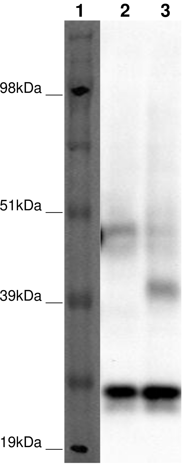 PathHunter® Human GPR173 β-Arrestin Stable Cell Line Assay (HEK 293)