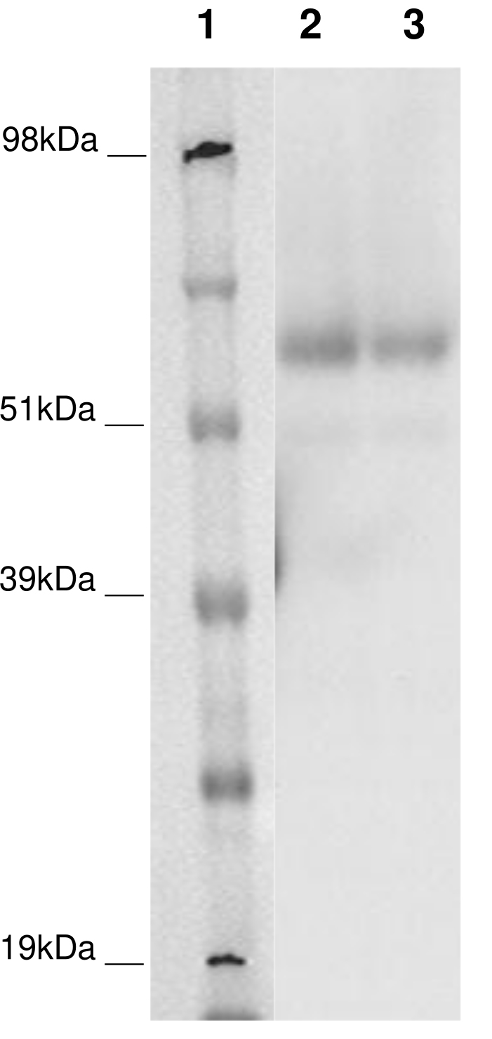 PathHunter® Human GPR162 β-Arrestin Stable Cell Line Assay (CHO-K1)