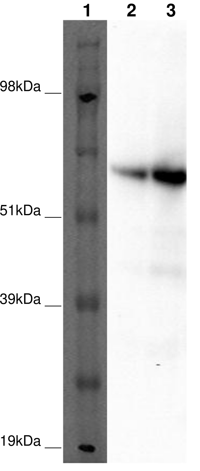 PathHunter® Human GPR152 β-Arrestin Cell-Based Assay Kit (HEK 293)