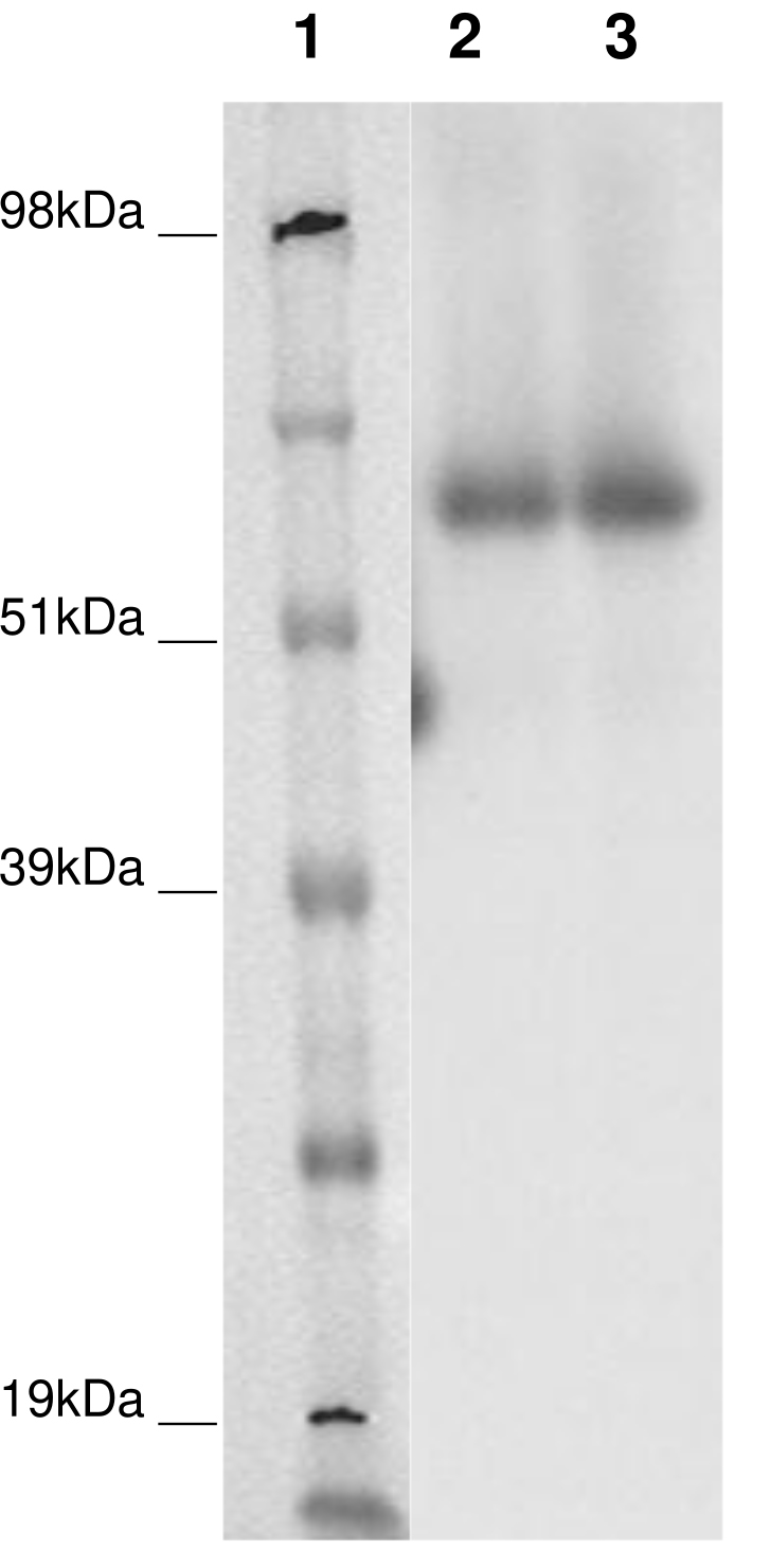 PathHunter® Human GPR152 β-Arrestin Stable Cell Line Assay (CHO-K1)
