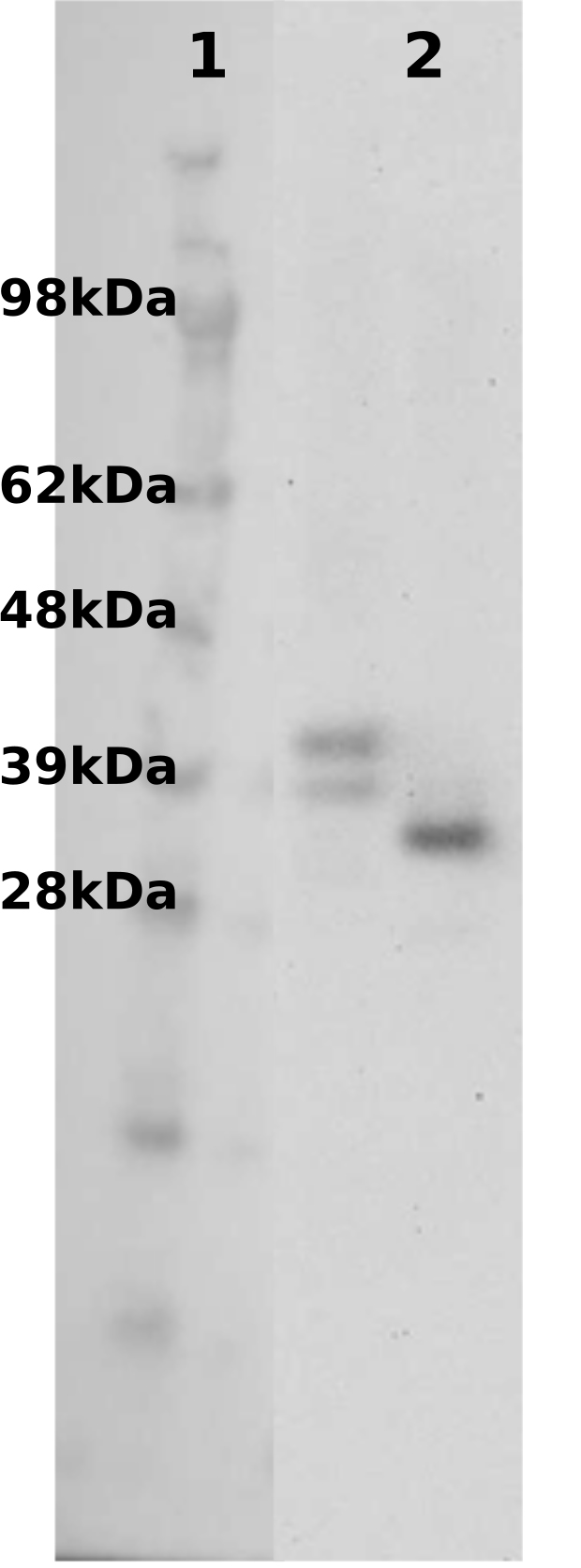 PathHunter® Human GPR31 β-Arrestin Stable Cell Line Assay (CHO-K1)