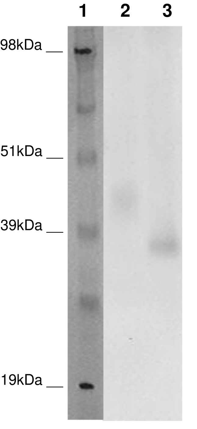 PathHunter® Human GPR171 β-Arrestin Stable Cell Line Assay (CHO-K1)