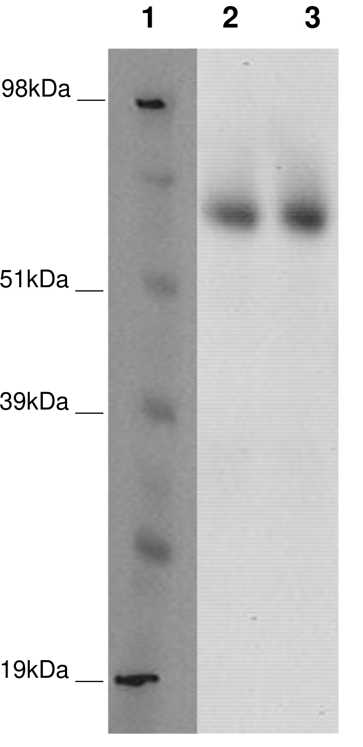 PathHunter® Human GPR123 β-Arrestin Stable Cell Line Assay (CHO-K1)
