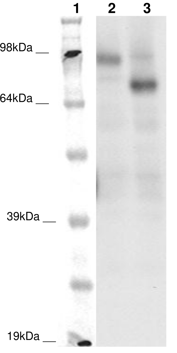 PathHunter® Human GPR149 β-Arrestin Stable Cell Line Assay (CHO-K1)