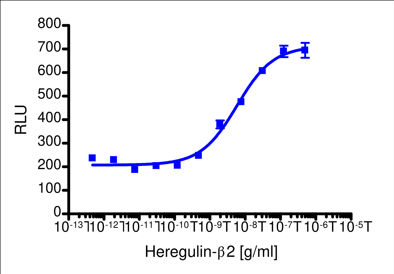 PathHunter® Human Heregulin beta 1 (ErbB4) Stable Cell Line Functional Kinase Assay (U2OS)