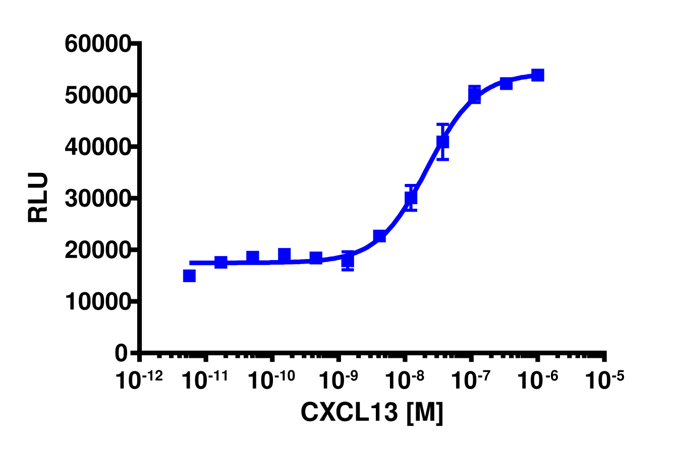 PathHunter® Human CXCL13 (CXCR5) β-Arrestin Stable Cell Line Assay (CHO-K1)