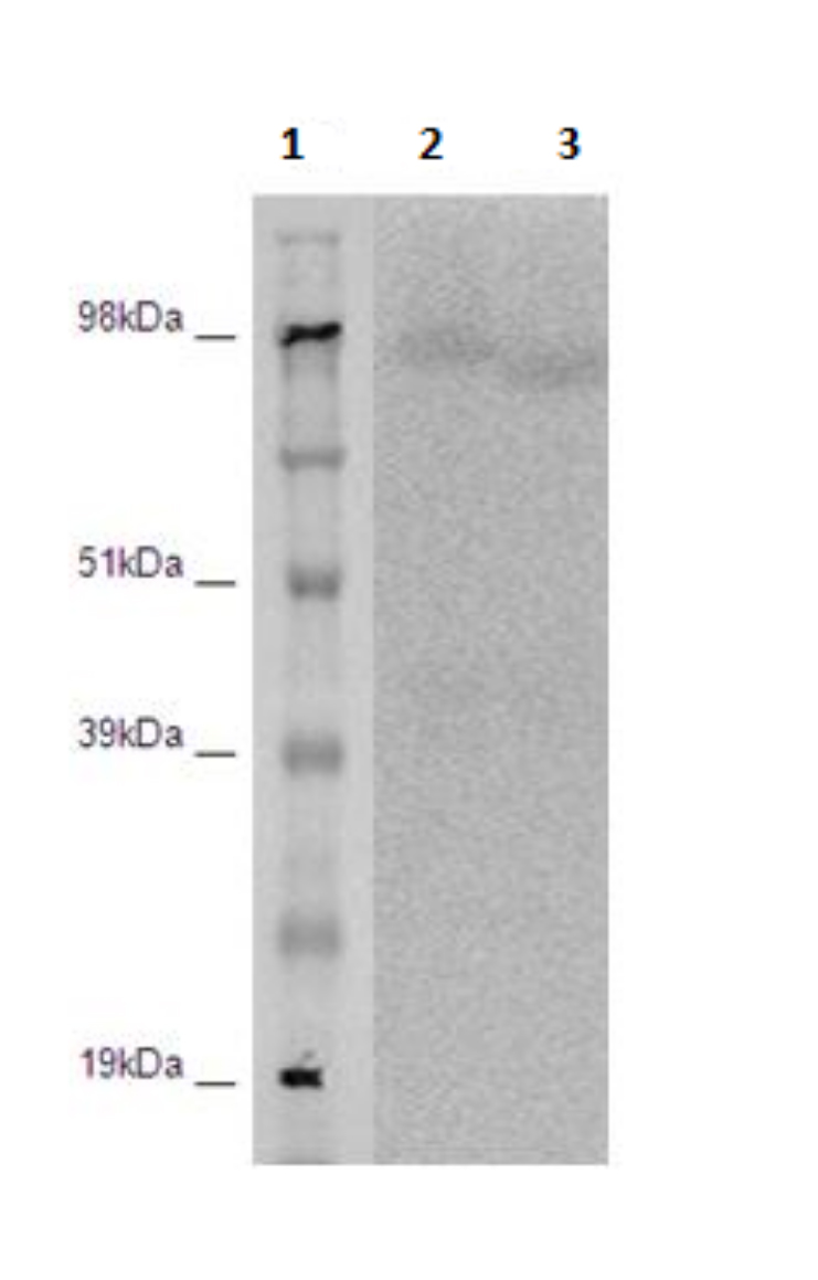 PathHunter® Human LGR5 β-Arrestin Cell-Based Assay Kit (CHO-K1)