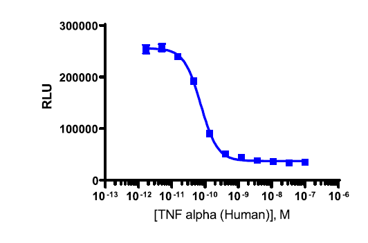 PathHunter® Human IκB Degradation Cell-Based Assay Kit (A549)