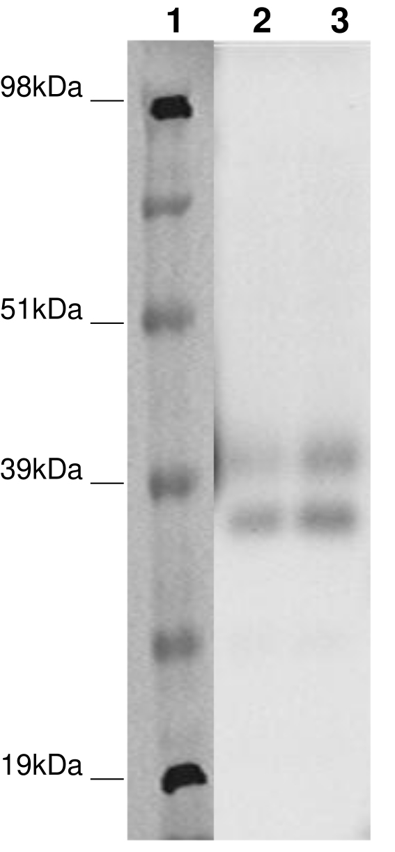 PathHunter® Human MRGPRX4 β-Arrestin Cell-Based Assay Kit (CHO-K1)