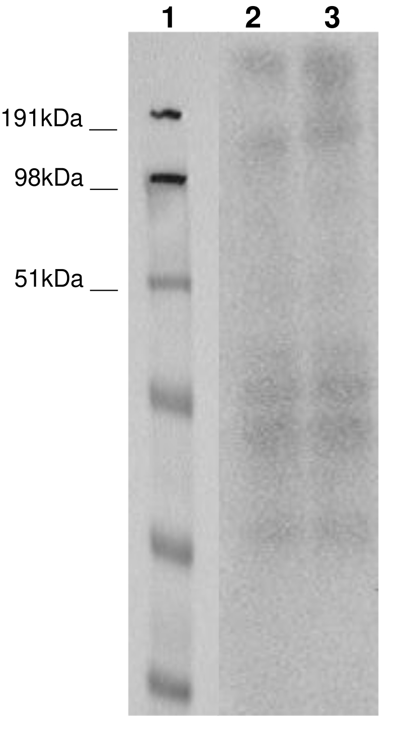 PathHunter® Human ADGRB1 (BAI1) β-Arrestin Cell-Based Assay Kit (CHO-K1)