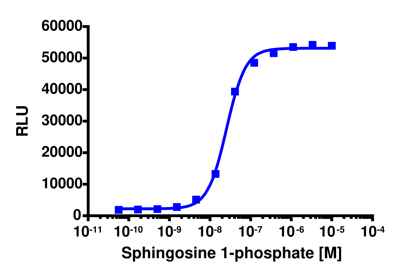 PathHunter® Mouse S1P2 (EDG5) β-Arrestin Cell-Based Assay Kit (CHO-K1)