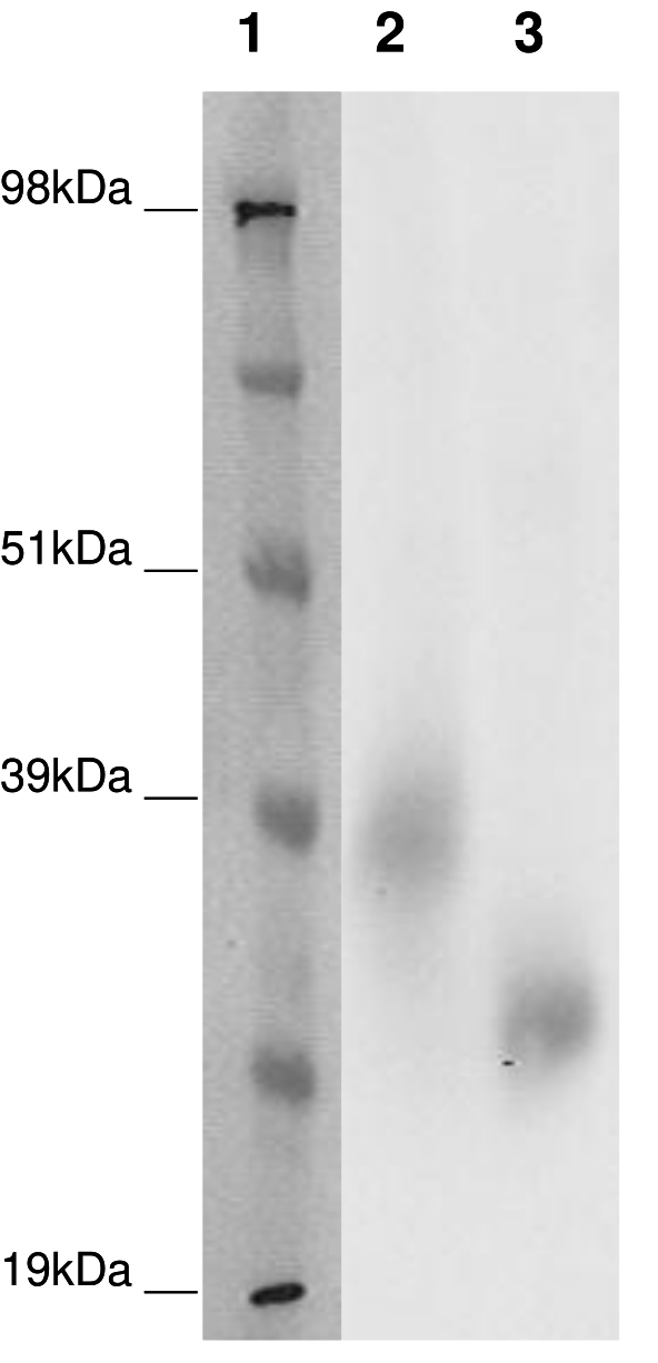 PathHunter® Human GPR3 β-Arrestin Cell-Based Assay Kit (CHO-K1)