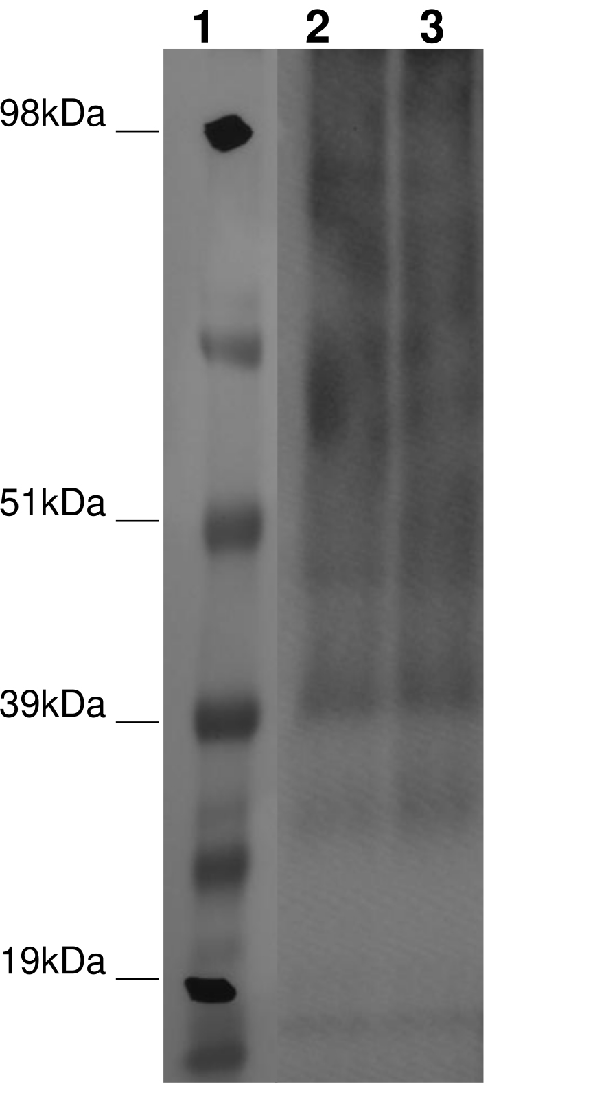 PathHunter® Human GPR6 β-Arrestin Stable Cell Line Assay (U2OS)