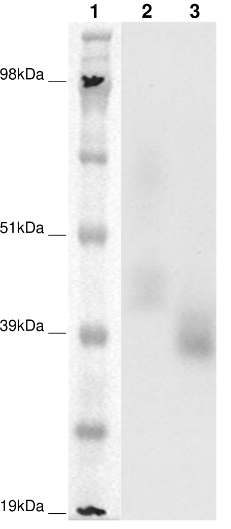 PathHunter® Human OXGR1 β-Arrestin Cell-Based Assay Kit (CHO-K1)