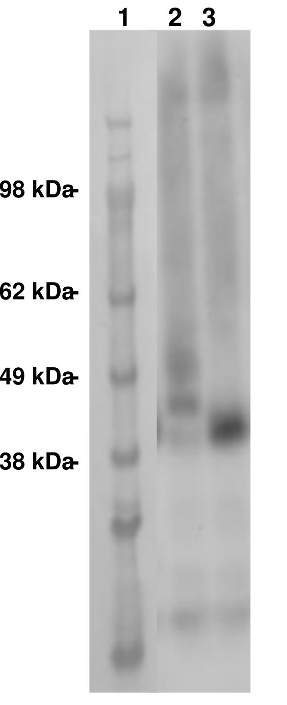 PathHunter® Human OPN5 (Opsin-5) β-Arrestin Stable Cell Line Assay (CHO-K1)