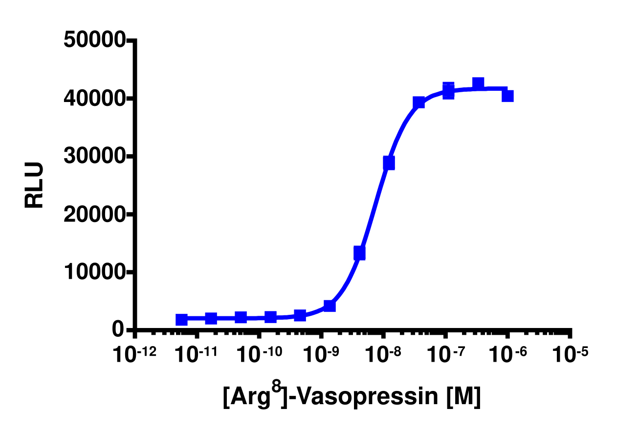 PathHunter® Human AVPR2 Activated GPCR Internalization Cell-Based Assay Kit (U2OS)