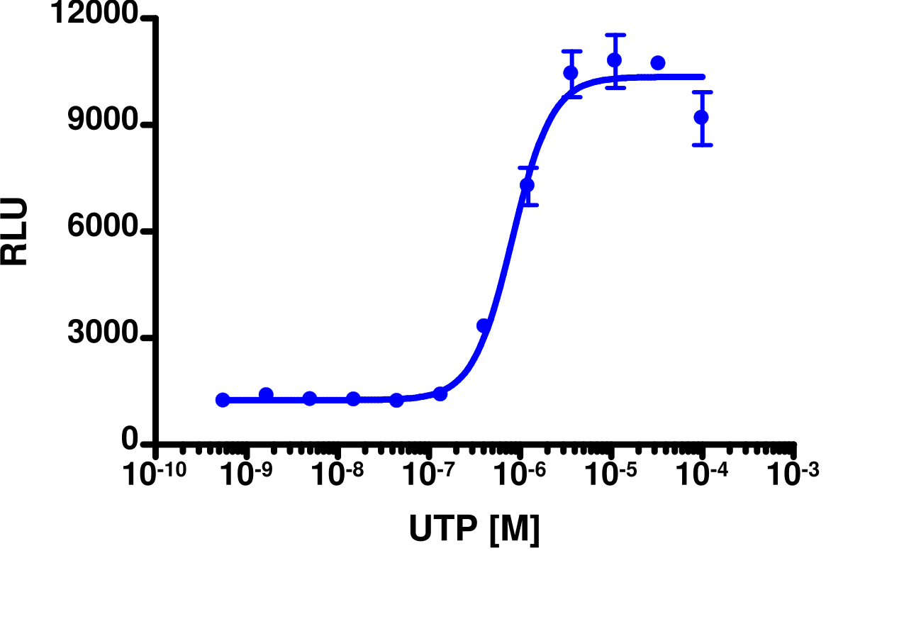 PathHunter® Human P2RY2 Stable Cell Line Activated GPCR Internalization Assay (U2OS)
