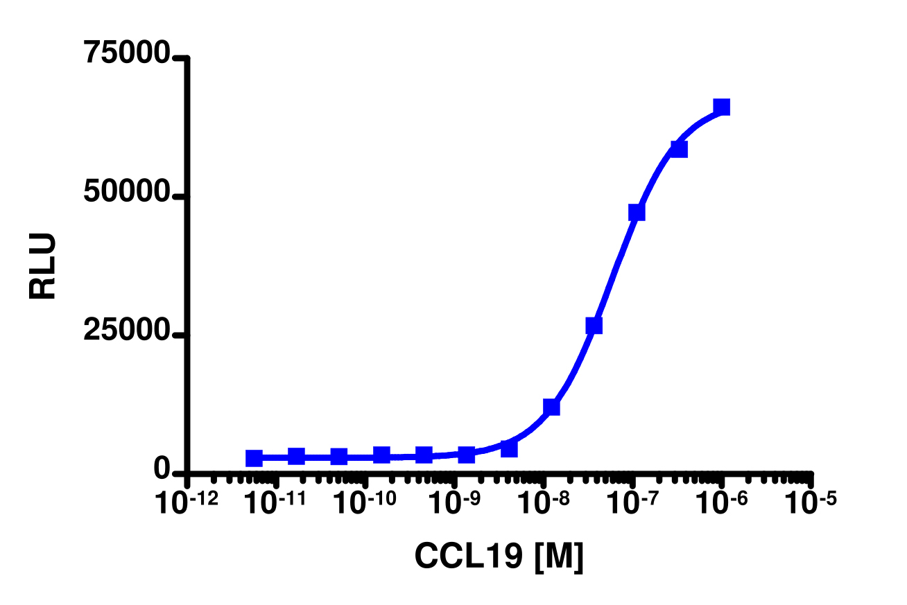PathHunter® Human MIP-3β (CCR7) Stable Cell Line Activated GPCR Internalization Assay (U2OS)