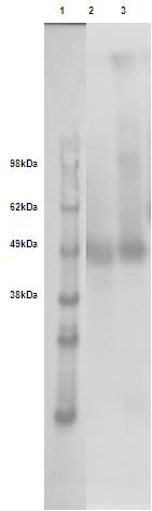 PathHunter® Human GPR182 β-Arrestin Stable Cell Line Assay (CHO-K1)