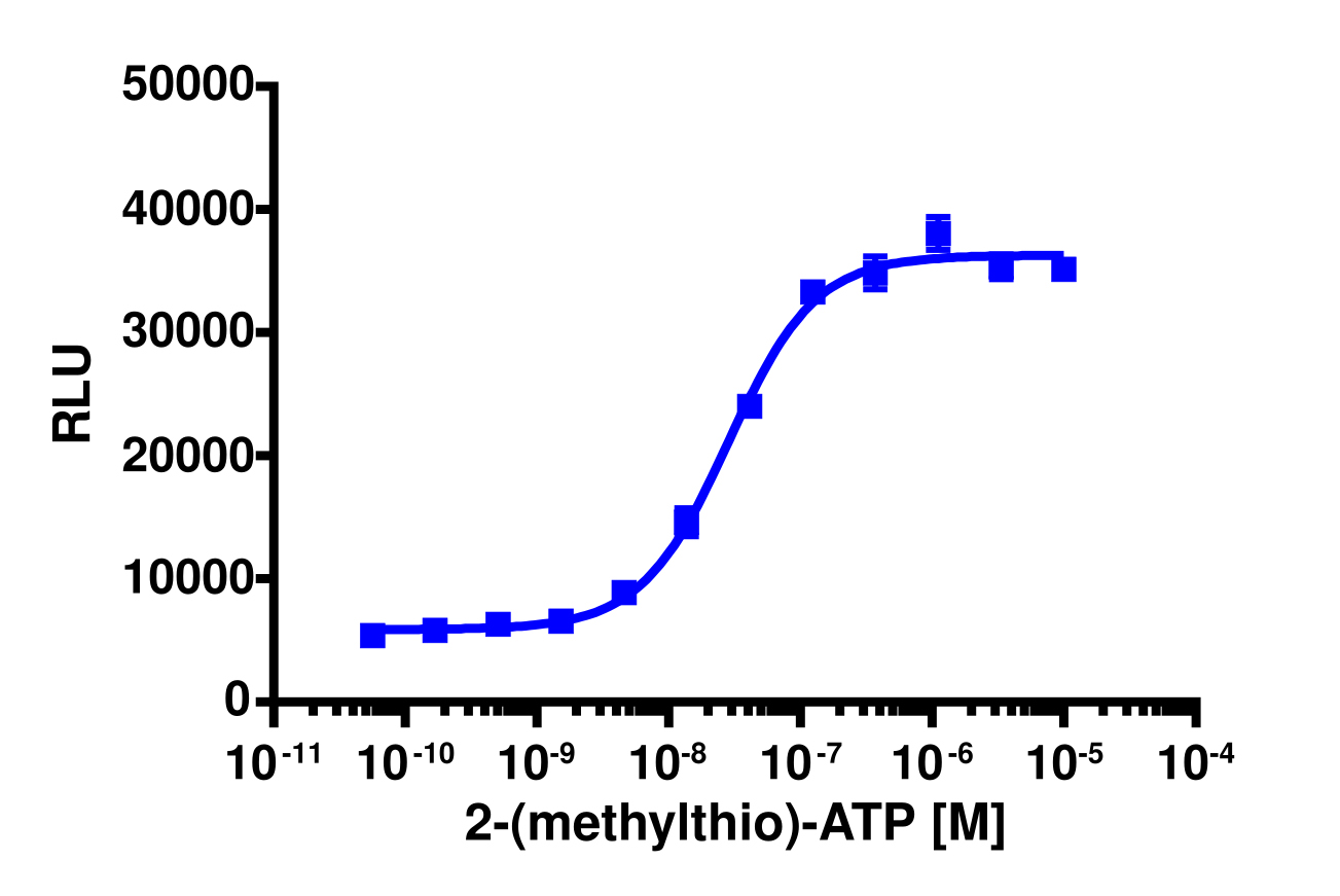 PathHunter® Human P2RY1 Stable Cell Line Activated GPCR Internalization Assay (U2OS)