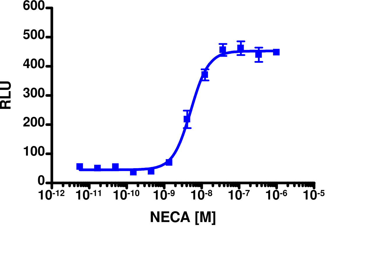 cAMP Hunter™ Human ADORA2B (A2B) Gs Stable Cell Line Assay (CHO-K1)