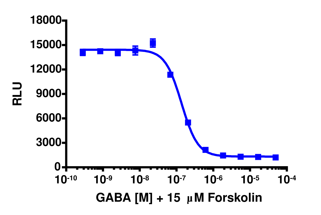 cAMP Hunter™ Human GABBR1 Gi Stable Cell Line Assay (CHO-K1)