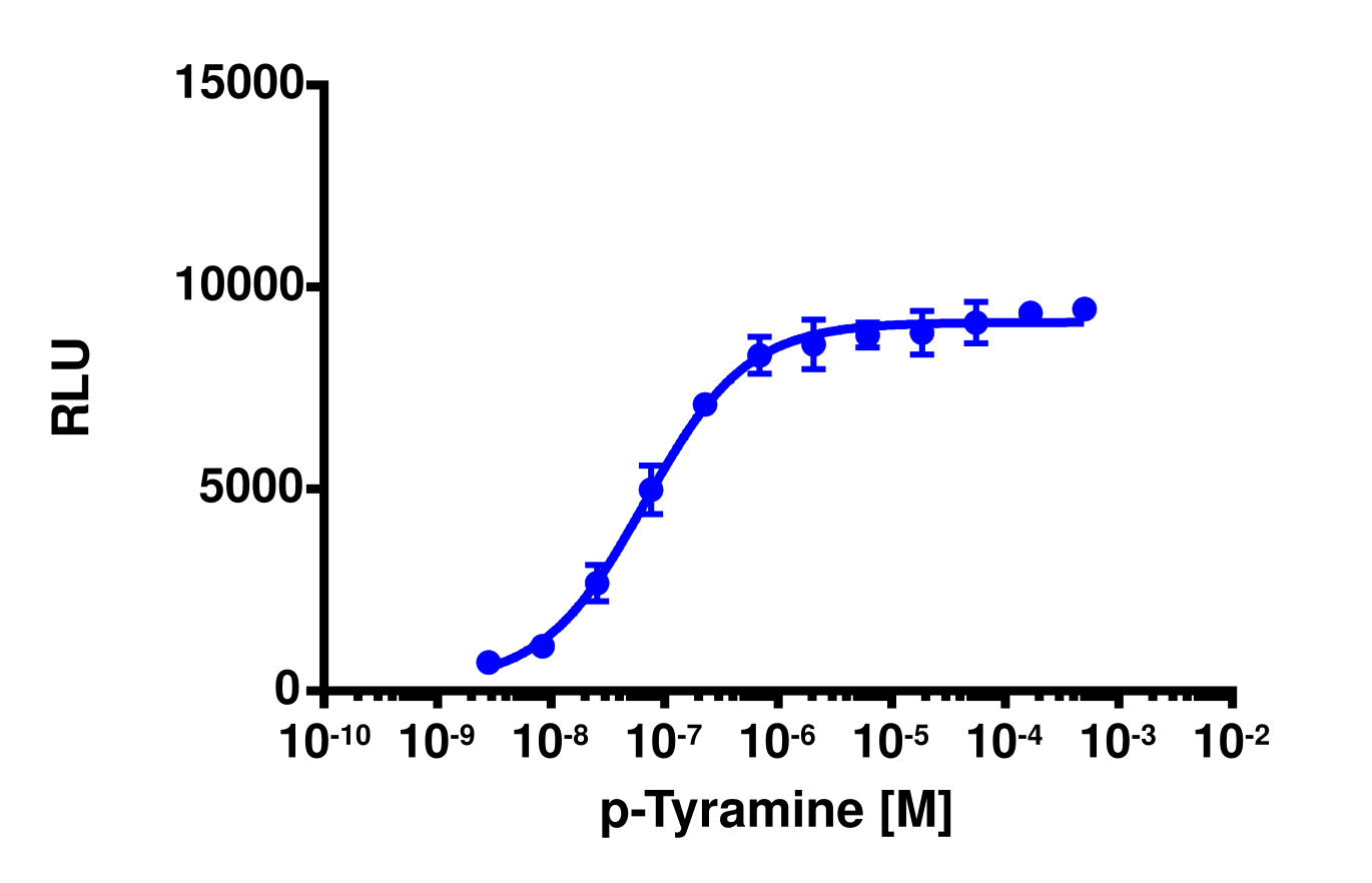 cAMP Hunter™ Mouse TAAR1 Cell-Based Assay Kit (CHO-K1)