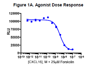 cAMP Hunter™ Human CXCL16 (CXCR6) Gi Cell-Based Assay Kit (CHO-K1)