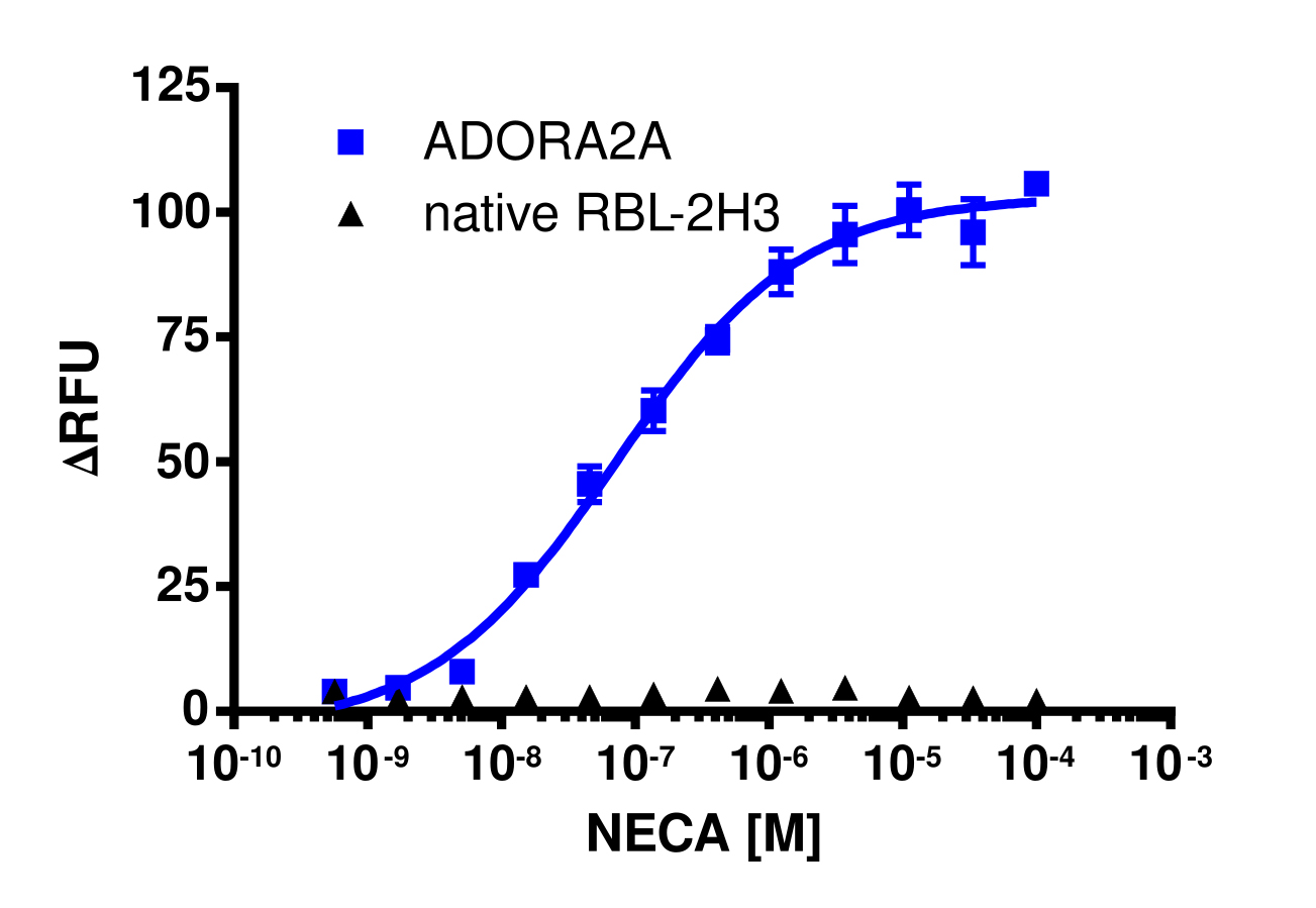 ADORA2A (A2A) Gq Calcium Signaling Cell-Based Assay Kit (RBL-2H3)