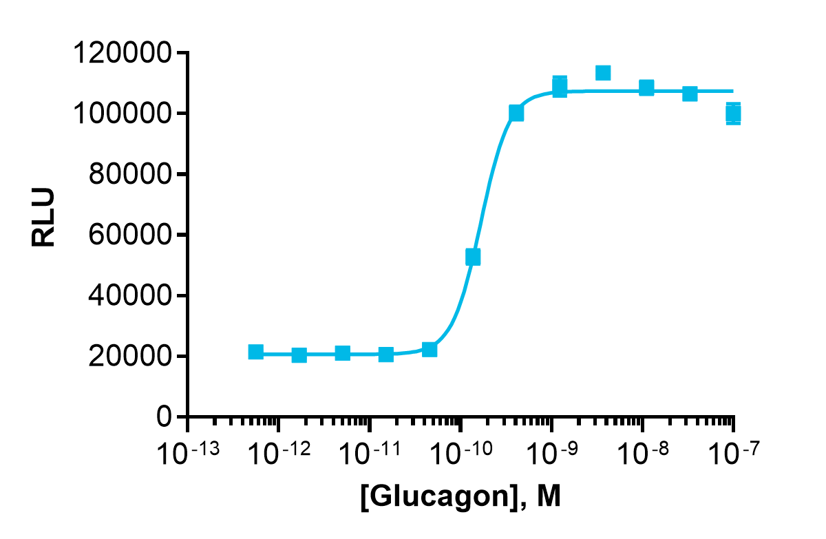 cAMP Hunter™ Human Glucagon (GCGR) Gs Stable Cell Line Assay (CHO-K1)