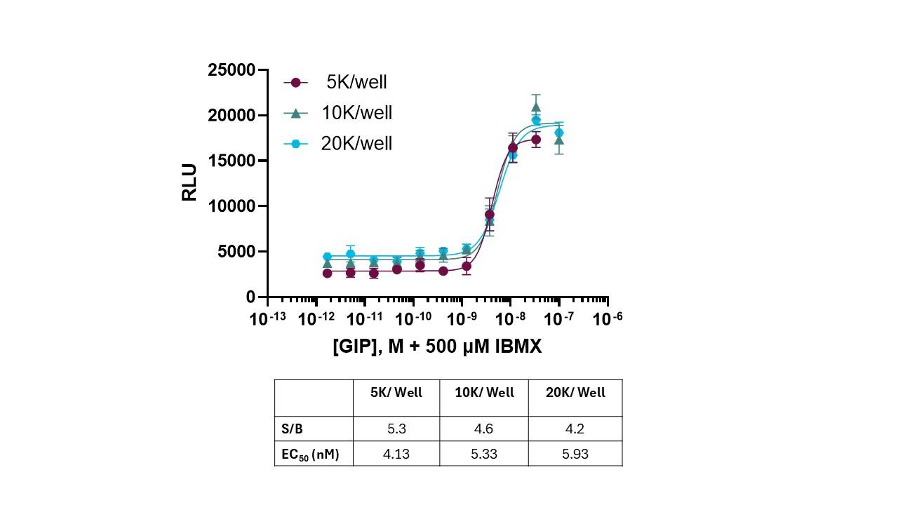 cAMP Hunter™ Human GIPR Gs Stable Cell Line Assay (HEK293)