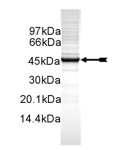 SGK2-(hu,54-end,S416D), unactive