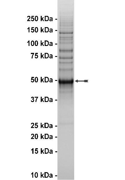 STK32B, active