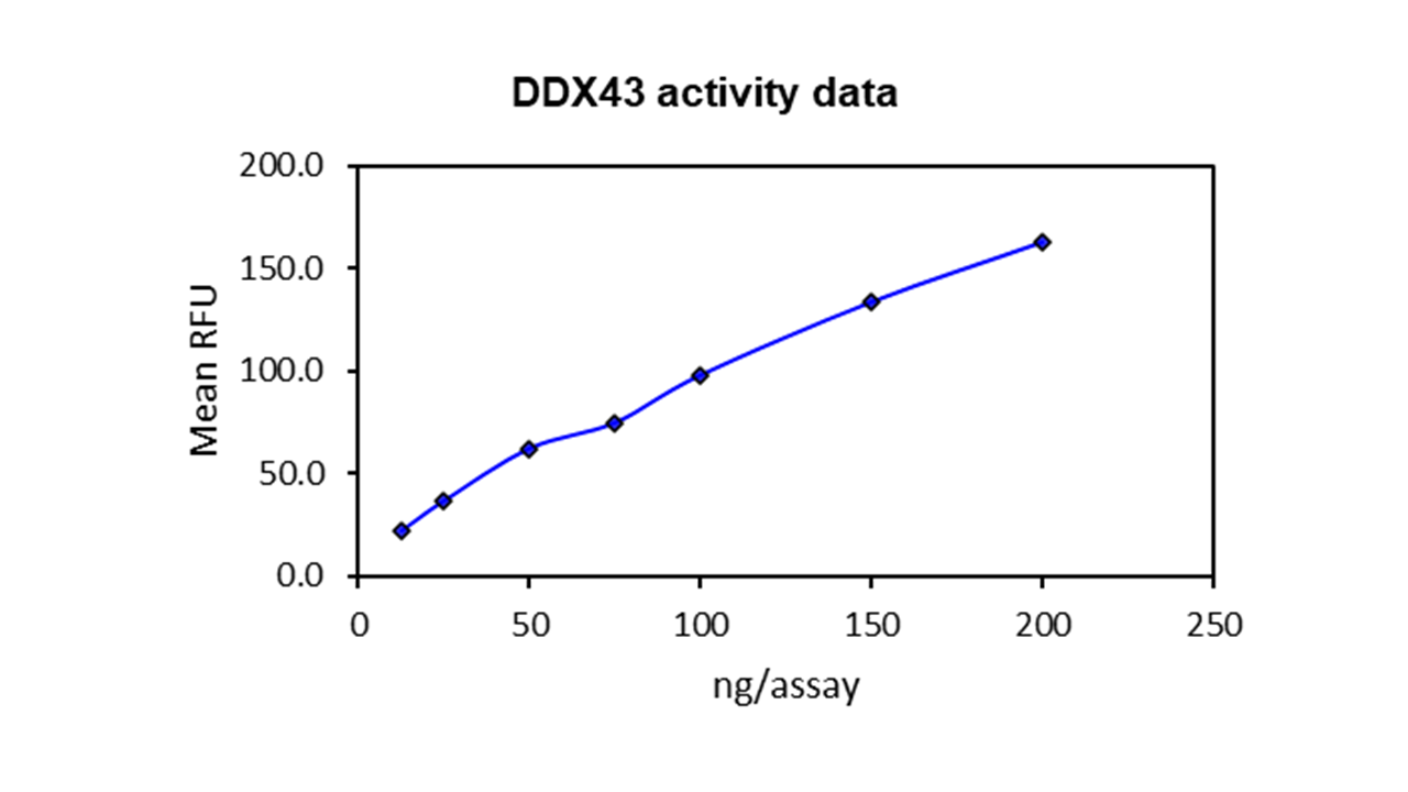 DDX43, active