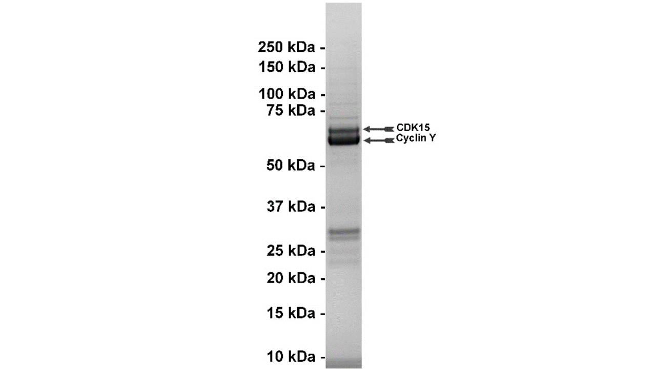 CDK15/ Cyclin Y, active