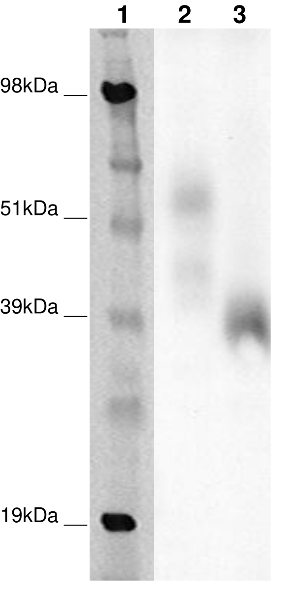 PathHunter® CHO-K1 GPR65 β-Arrestin Orphan GPCR Cell Line