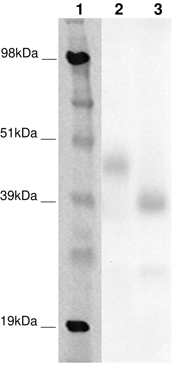 PathHunter® CHO-K1 GPR85 β-Arrestin Orphan GPCR Cell Line