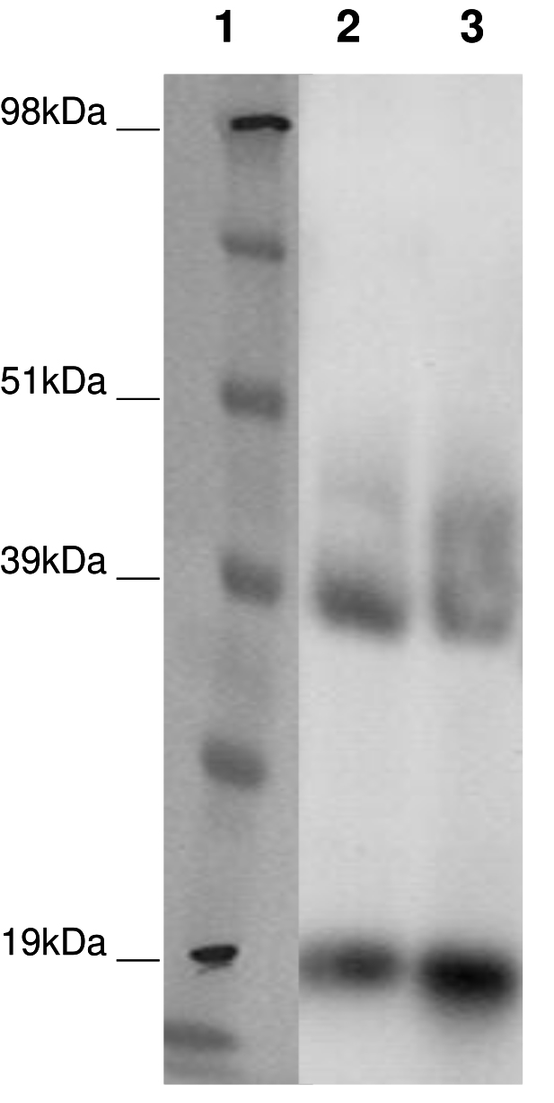 PathHunter® CHO-K1 GPR26 β-Arrestin Orphan GPCR Cell Line
