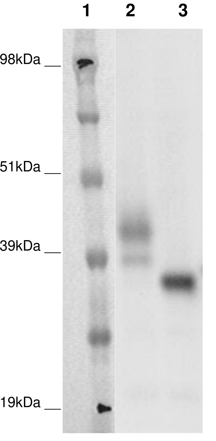 PathHunter® CHO-K1 GPR146 β-Arrestin Orphan GPCR Cell Line