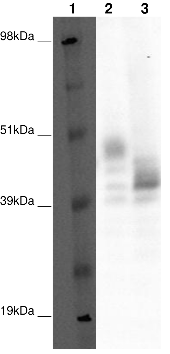 PathHunter® CHO-K1 GPR88 β-Arrestin Orphan GPCR Cell Line
