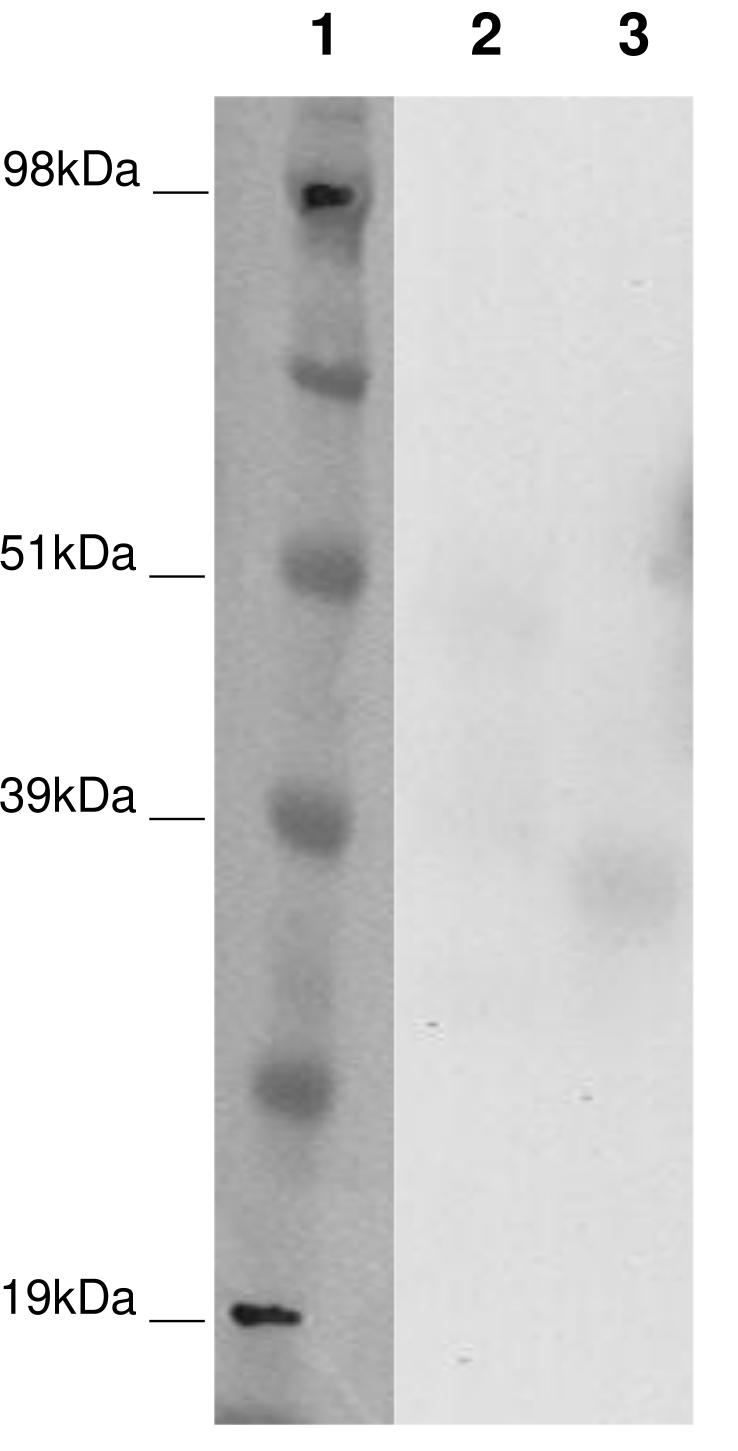 PathHunter® CHO-K1 GPR12 β-Arrestin Orphan GPCR Cell Line