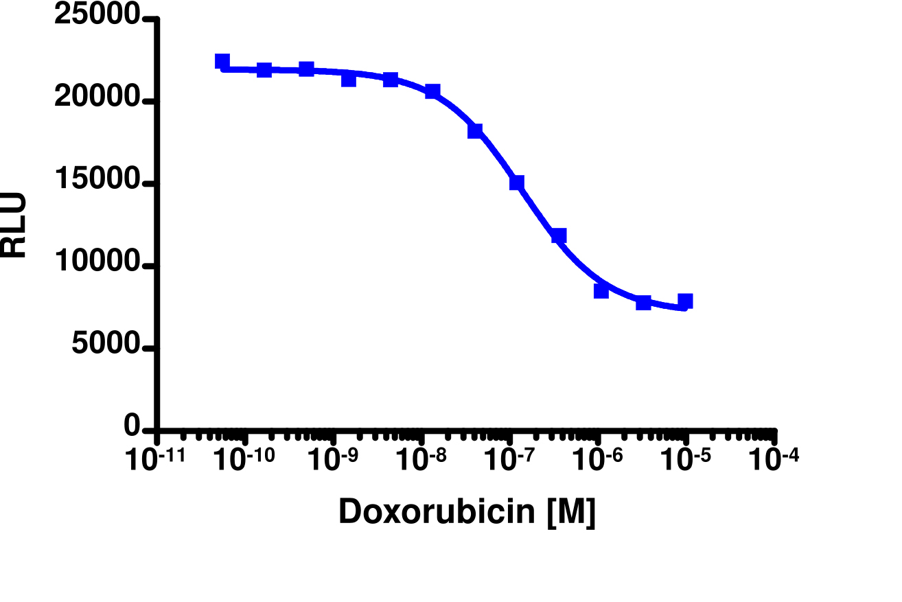 PathHunter® NCI-H460 CDC25A Degradation Cell Line