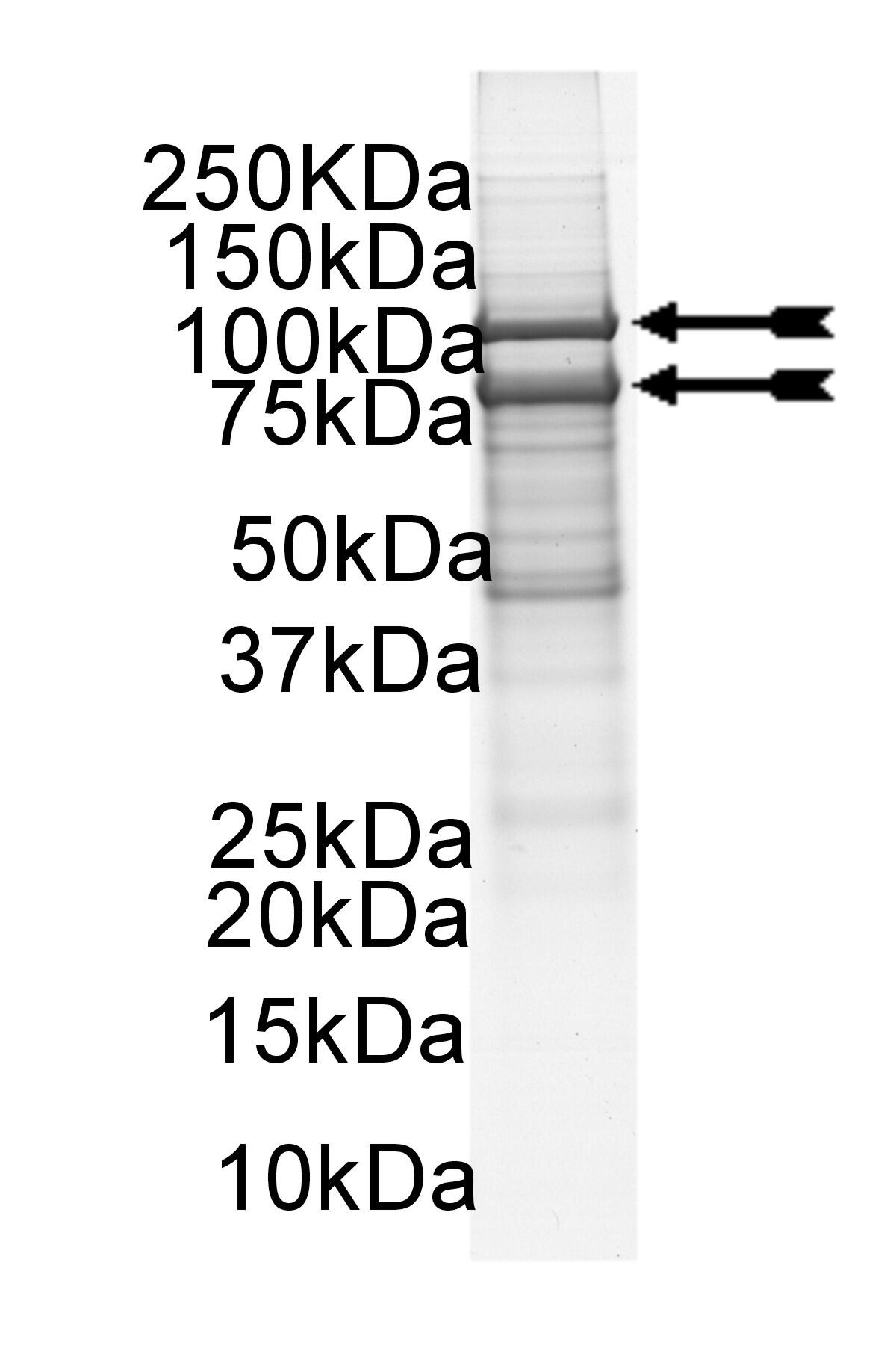 PI3-Kinase (p110alpha(E542K)/p85alpha) murine